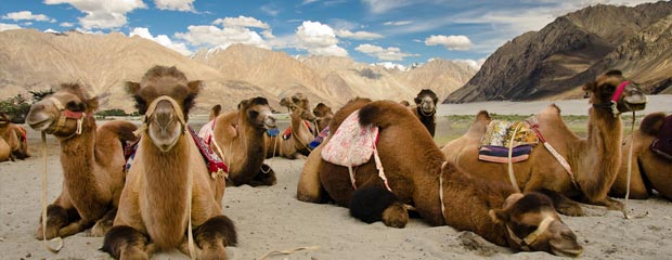 Ladakh with Nubra Valley